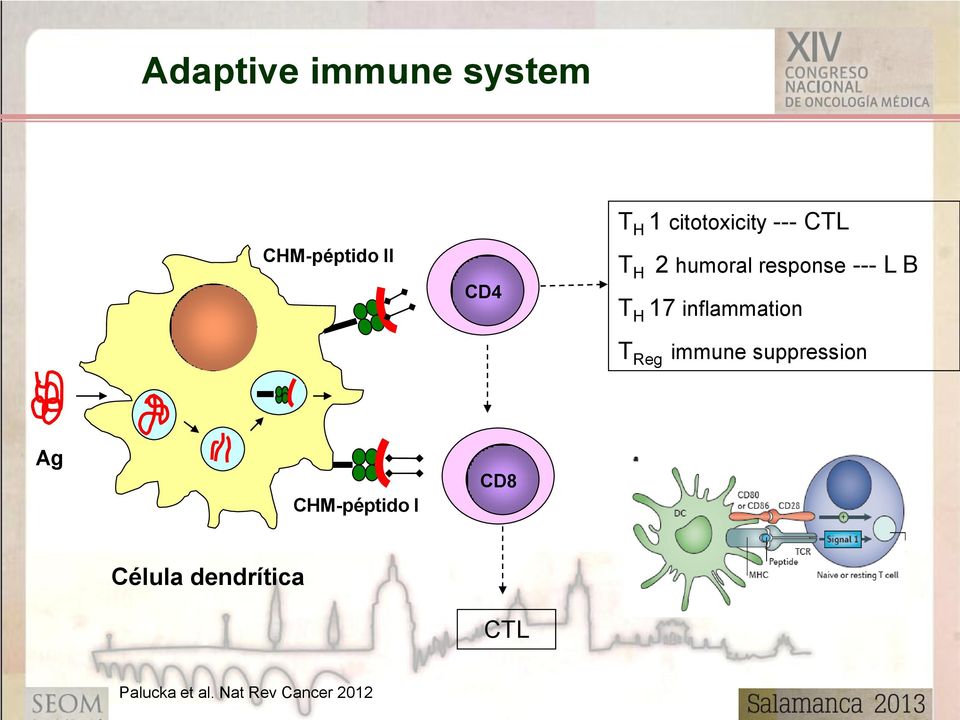 17 inflammation T Reg immune suppression Ag CHM-péptido