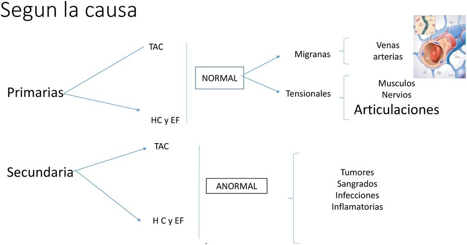 Nervios Articulaciones TAC Secundaria H C y EF