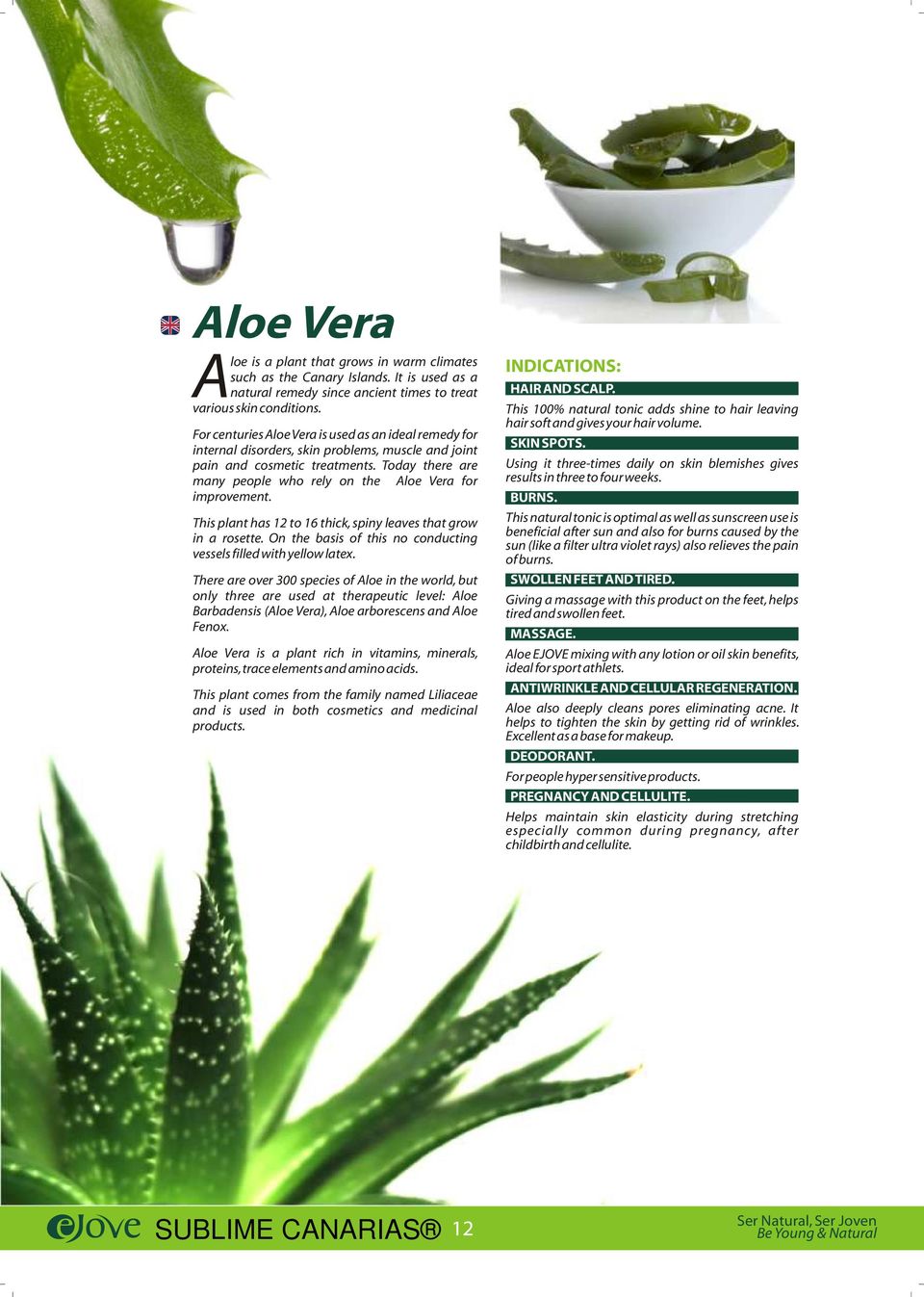 Today there are many people who rely on the Aloe Vera for improvement. This plant has 12 to 16 thick, spiny leaves that grow in a rosette.