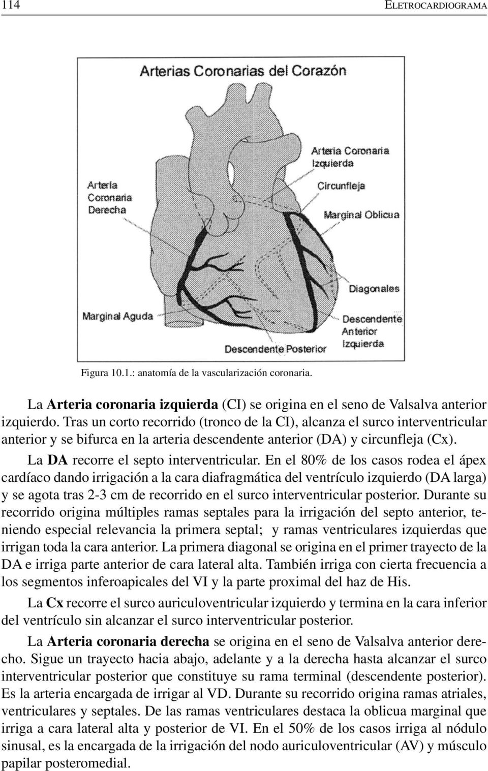 En el 80% de los casos rodea el ápex cardíaco dando irrigación a la cara diafragmática del ventrículo izquierdo (DA larga) y se agota tras 2-3 cm de recorrido en el surco interventricular posterior.
