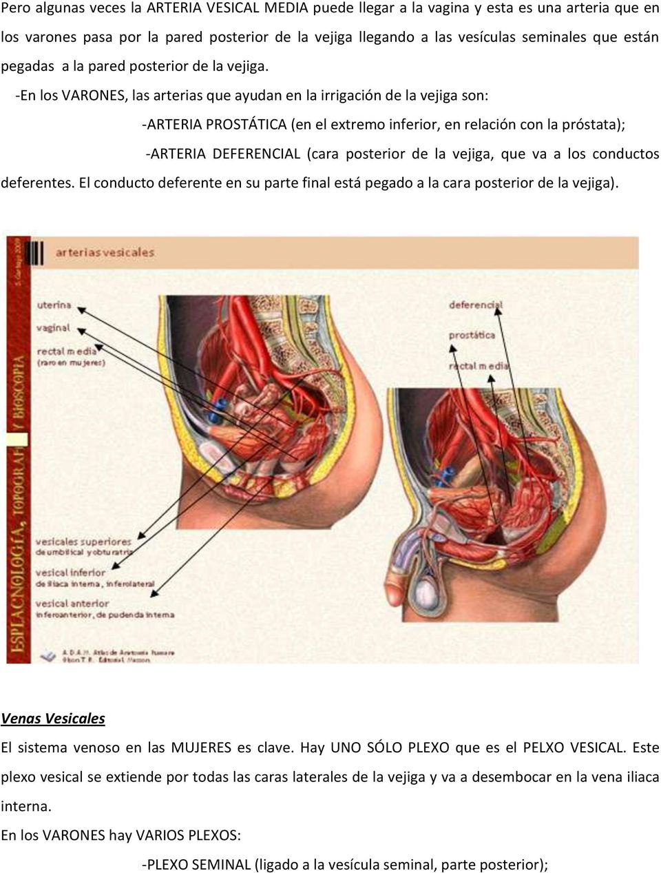 -En los VARONES, las arterias que ayudan en la irrigación de la vejiga son: -ARTERIA PROSTÁTICA (en el extremo inferior, en relación con la próstata); -ARTERIA DEFERENCIAL (cara posterior de la