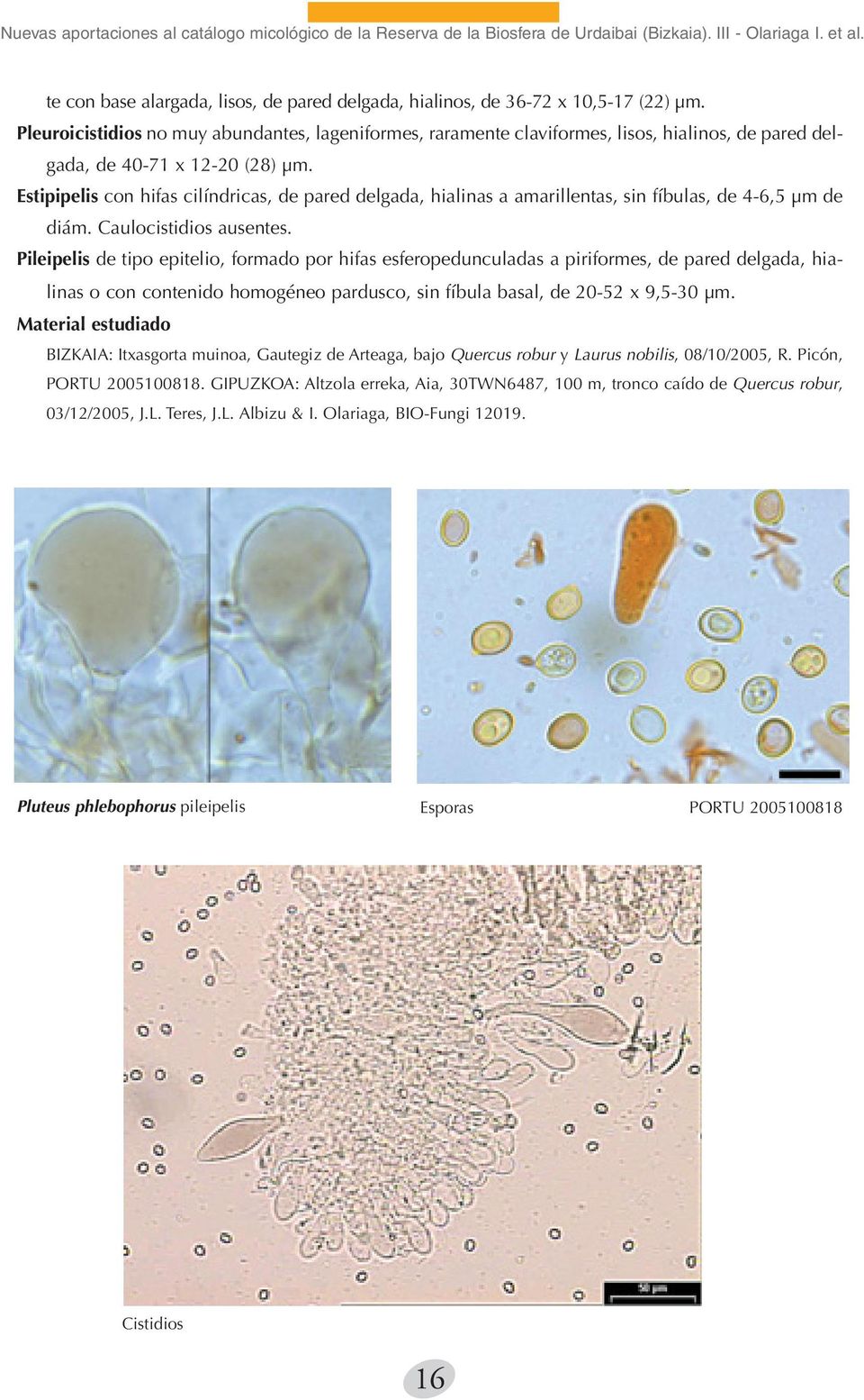 Pleuroicistidios no muy abundantes, lageniformes, raramente claviformes, lisos, hialinos, de pared delgada, de 40-71 x 12-20 (28) µm.