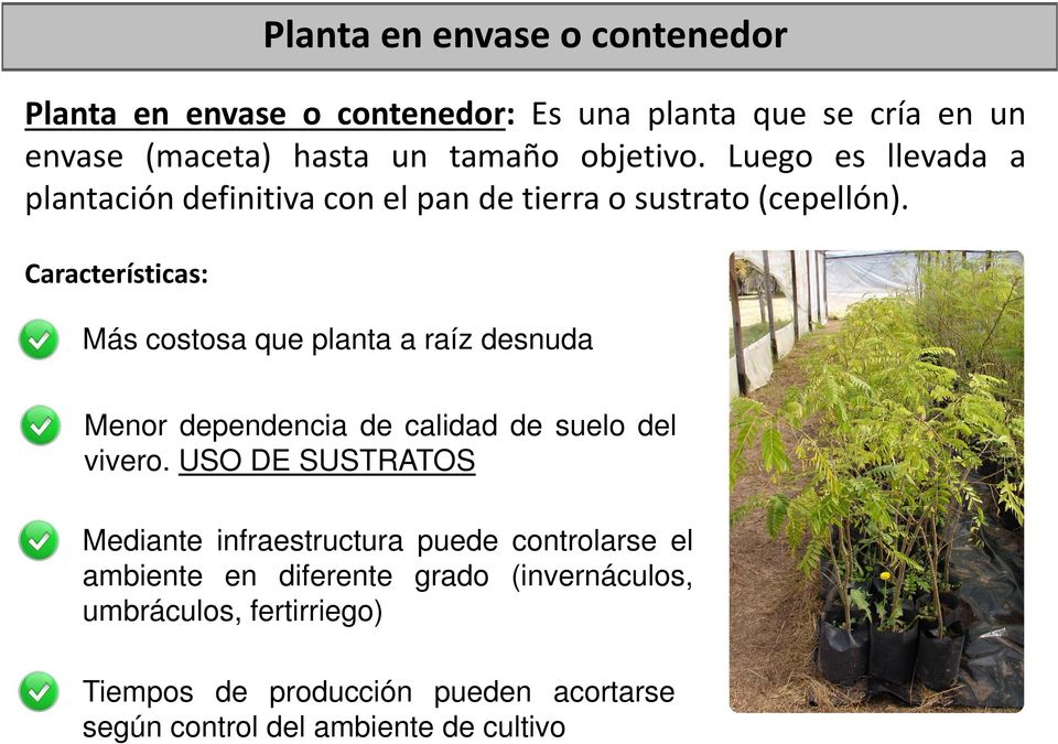 Características: Más costosa que planta a raíz desnuda Menor dependencia de calidad de suelo del vivero.