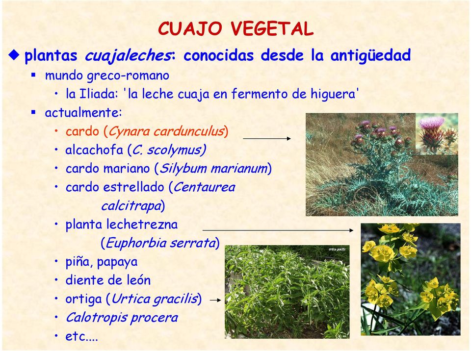 scolymus) cardo mariano (Silybum marianum) cardo estrellado (Centaurea calcitrapa) planta
