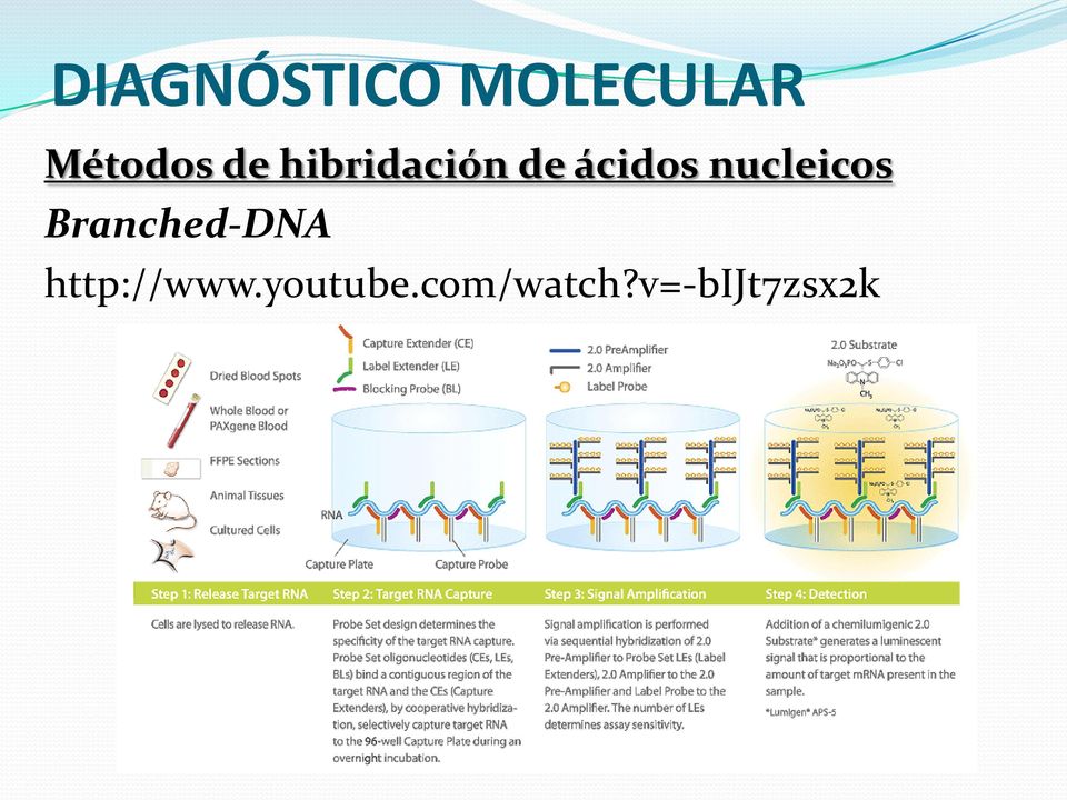 nucleicos Branched-DNA