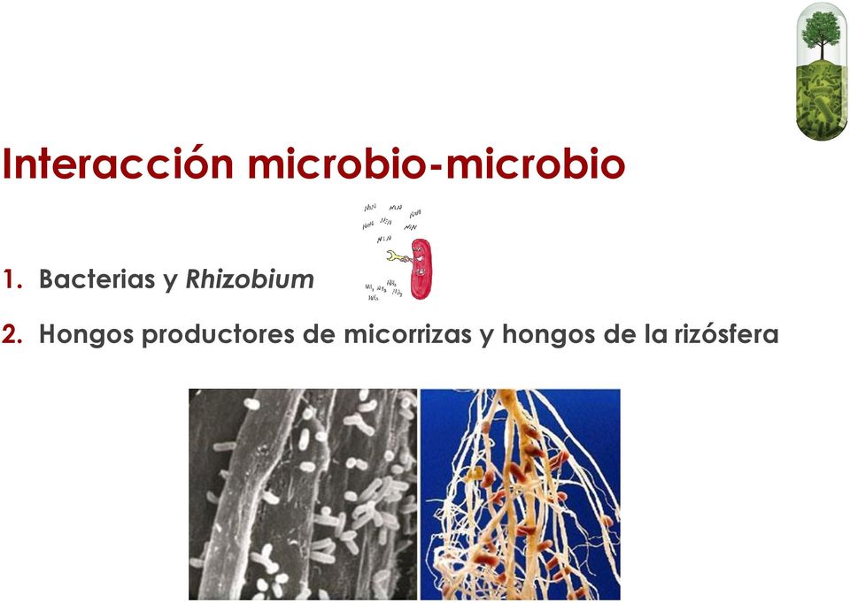 Bacterias y Rhizobium 2.