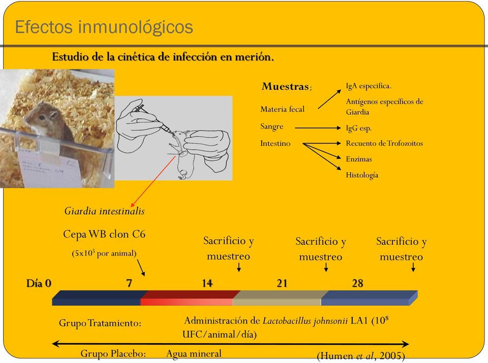 Recuento de Trofozoitos Enzimas Histología Giardia intestinalis Cepa WB clon C6 (5x10 5 por animal) Sacrificio y muestreo