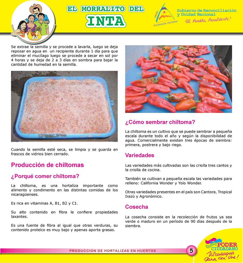 Producción de chiltomas Porqué comer chiltoma? La chiltoma, es una hortaliza importante como alimento y condimento en las distintas comidas de los nicaragüenses. Es rica en vitaminas A, B1, B2 y C1.
