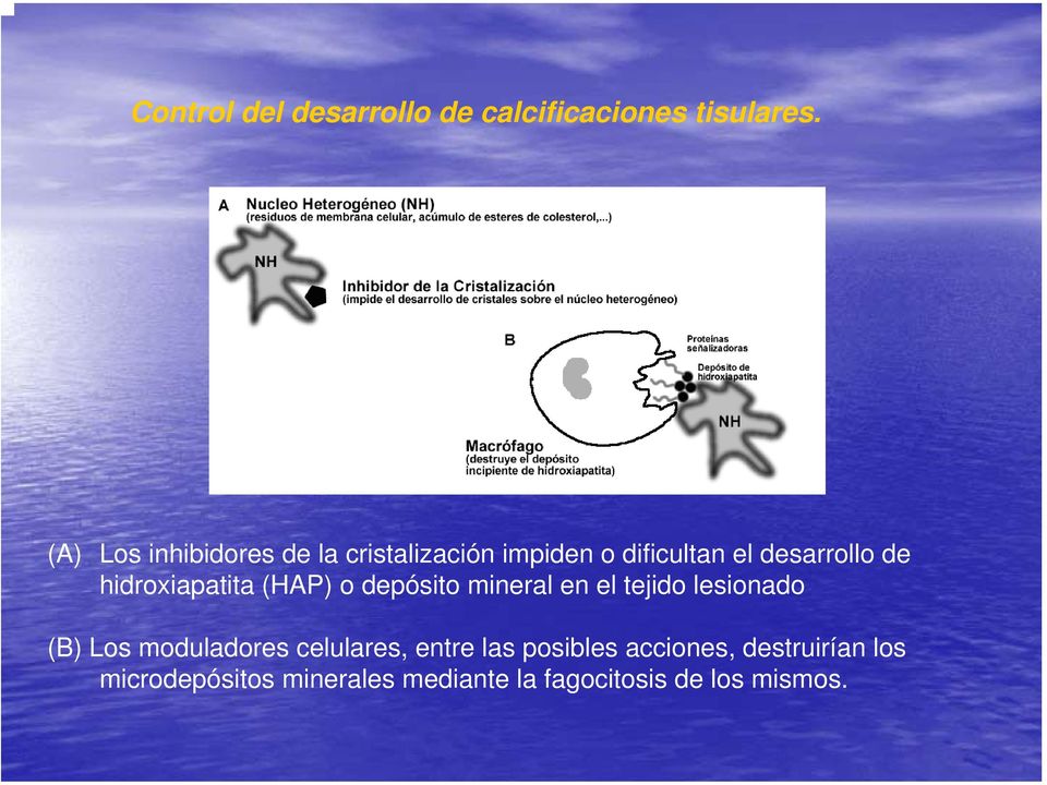 hidroxiapatita (HAP) o depósito mineral en el tejido lesionado (B) Los moduladores