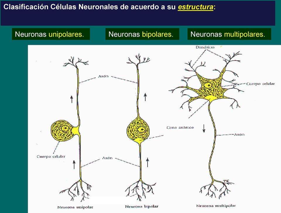 estructura: Neuronas