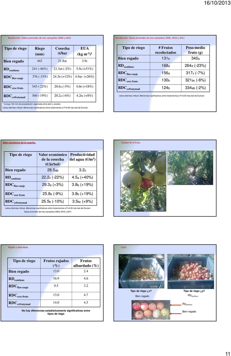 2bc (+8%) Tipo de riego # Frutos recolectados Peso medio fruto (g) Bien regado 131b 340a RD continuo 168a 264d (-23%) RDC flor-cuaje 156a 317c (-7%) RDC crec fruto 130b 321bc (-6%) RDC crfrutymad