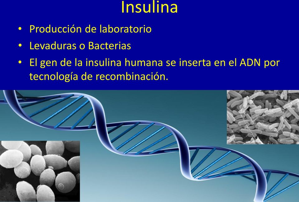 insulina humana se inserta en el