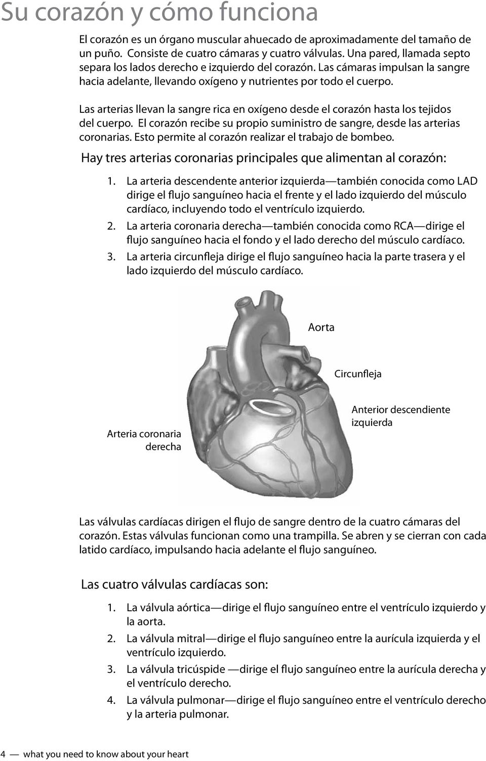 Las arterias llevan la sangre rica en oxígeno desde el corazón hasta los tejidos del cuerpo. El corazón recibe su propio suministro de sangre, desde las arterias coronarias.