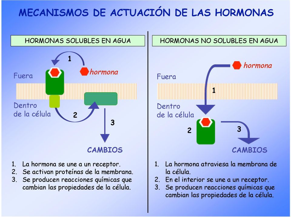 3. Se producen reacciones químicas que cambian las propiedades de la célula. 1. La hormona atraviesa la membrana de la célula.