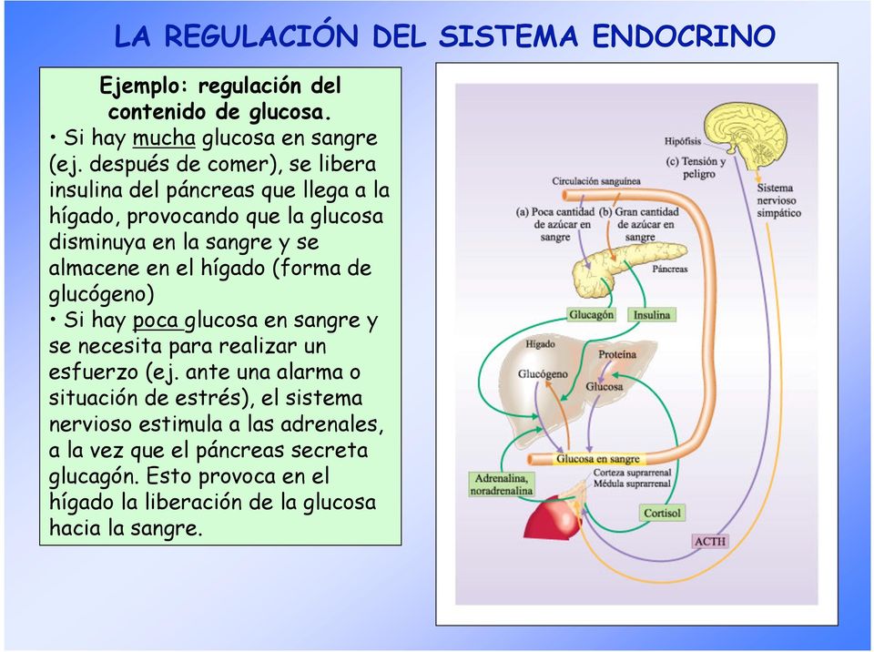 el hígado (forma de glucógeno) Si hay poca glucosa en sangre y se necesita para realizar un esfuerzo (ej.
