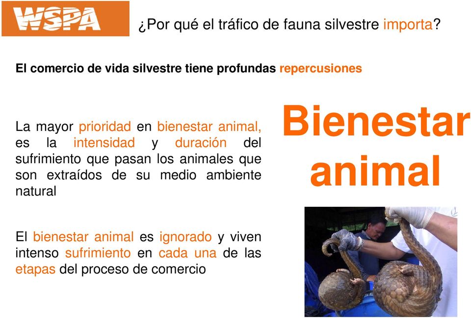 animal, es la intensidad y duración del sufrimiento que pasan los animales que son extraídos de