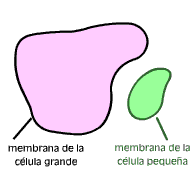 Por qué algunas organelas tienen doble membrana?