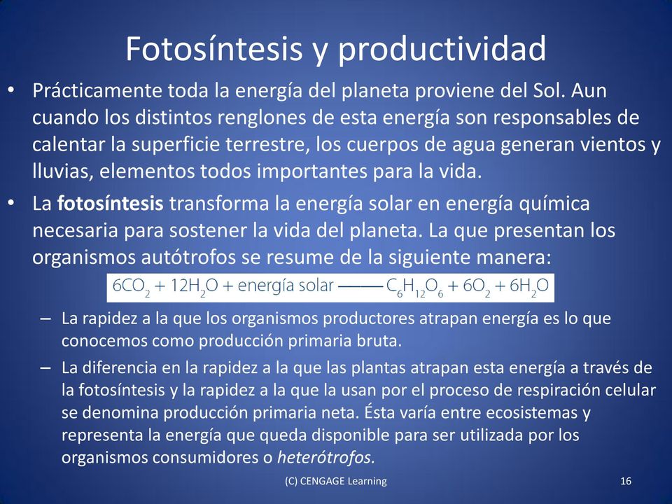 La fotosíntesis transforma la energía solar en energía química necesaria para sostener la vida del planeta.