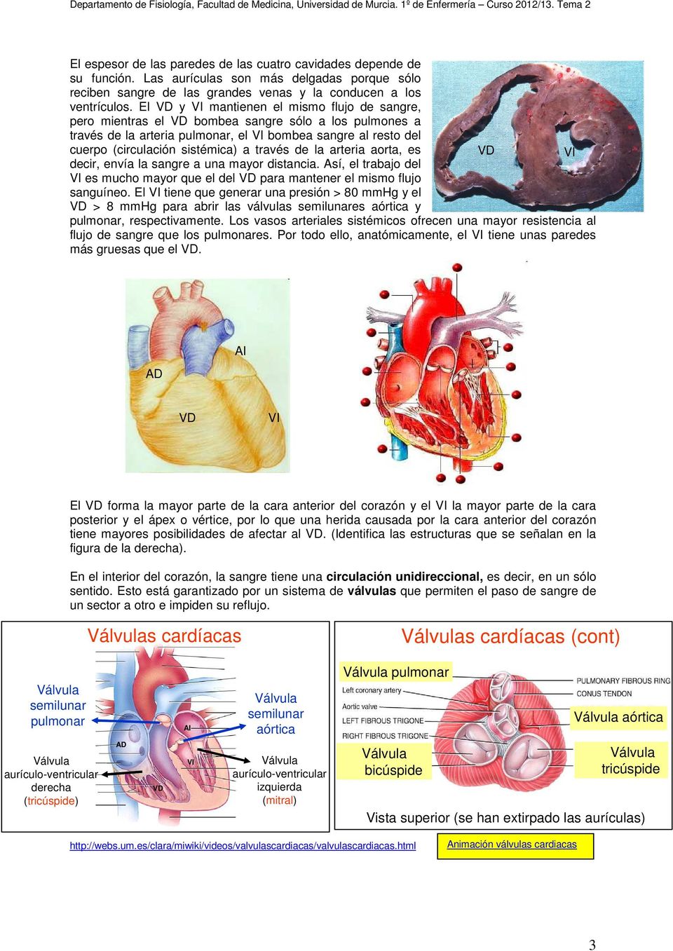 través de la arteria aorta, es VD VI decir, envía la sangre a una mayor distancia. Así, el trabajo del VI es mucho mayor que el del VD para mantener el mismo flujo sanguíneo.