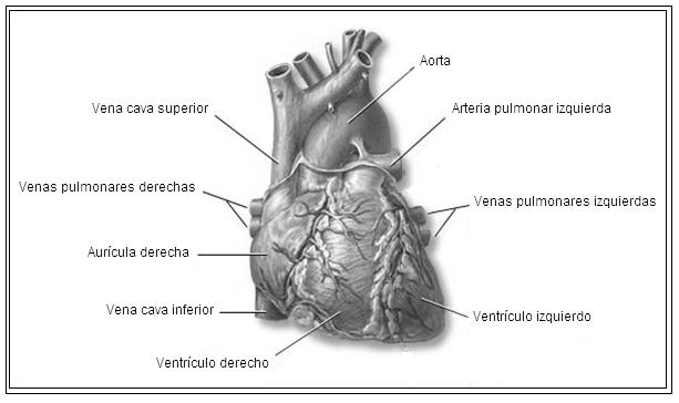 Clase 3 Configuración externa del corazón El corazón es el órgano central del aparato cardiovascular, ya que bombea sangre a todo el organismo.