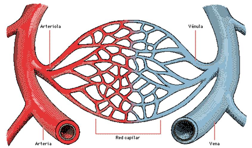 Los vasos sanguíneo están conectados entre sí, constituyendo una extensa red