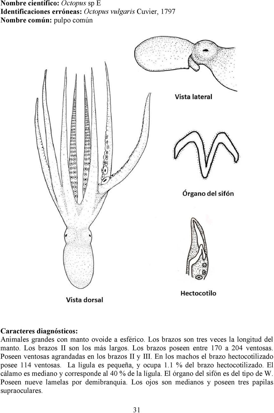 Poseen ventosas agrandadas en los brazos II y III. En los machos el brazo hectocotilizado posee 114 ventosas. La lígula es pequeña, y ocupa 1.