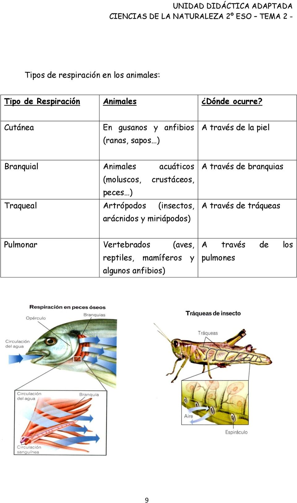 (moluscos, crustáceos, peces ) Traqueal Artrópodos (insectos, arácnidos y miriápodos) A través de