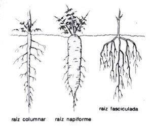 Funciones de la raíz Fijar la planta al suelo. Asimilar por los pelos absorbentes el agua y las sales minerales que constituirán la savia bruta. Tipos de raíces 1.