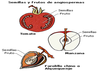 FRUTO: Es el resultado de la transformación del ovario tras la fecundación, y su función es proteger las semillas y ayudar a su dispersión (mediante la acción del viento, de animales o del agua).