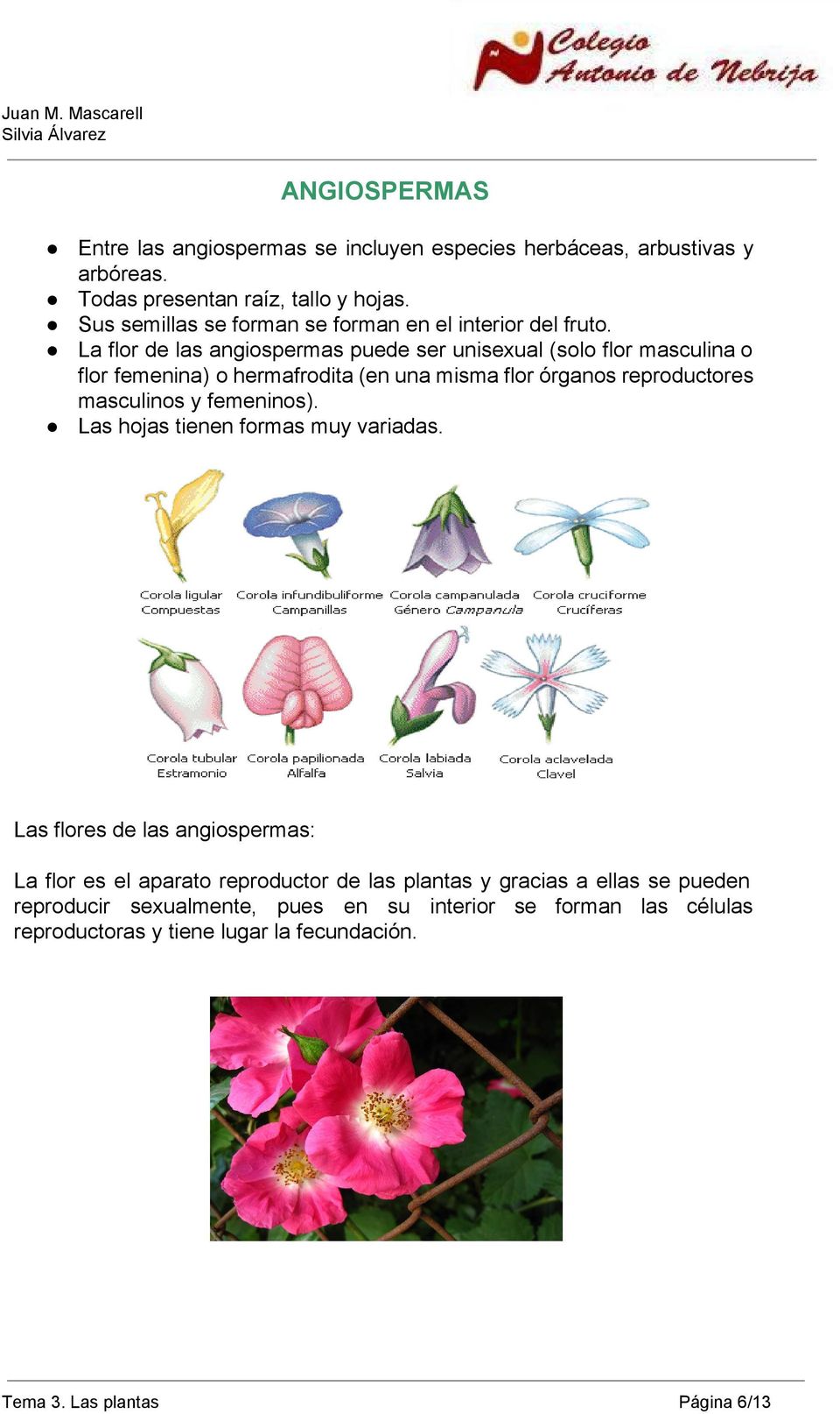 Laflor delas angiospermaspuede ser unisexual (soloflor masculinao flor femenina) ohermafrodita(enunamismaflorórganosreproductores masculinosyfemeninos).