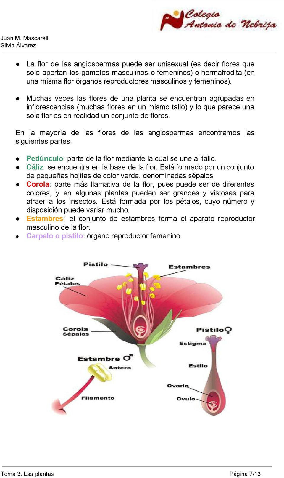 En la mayoría de las flores de las angiospermas encontramos las siguientes partes: Pedúnculo : parte de la flor mediante la cual se une al tallo. Cáliz : se encuentra en la base de la flor.