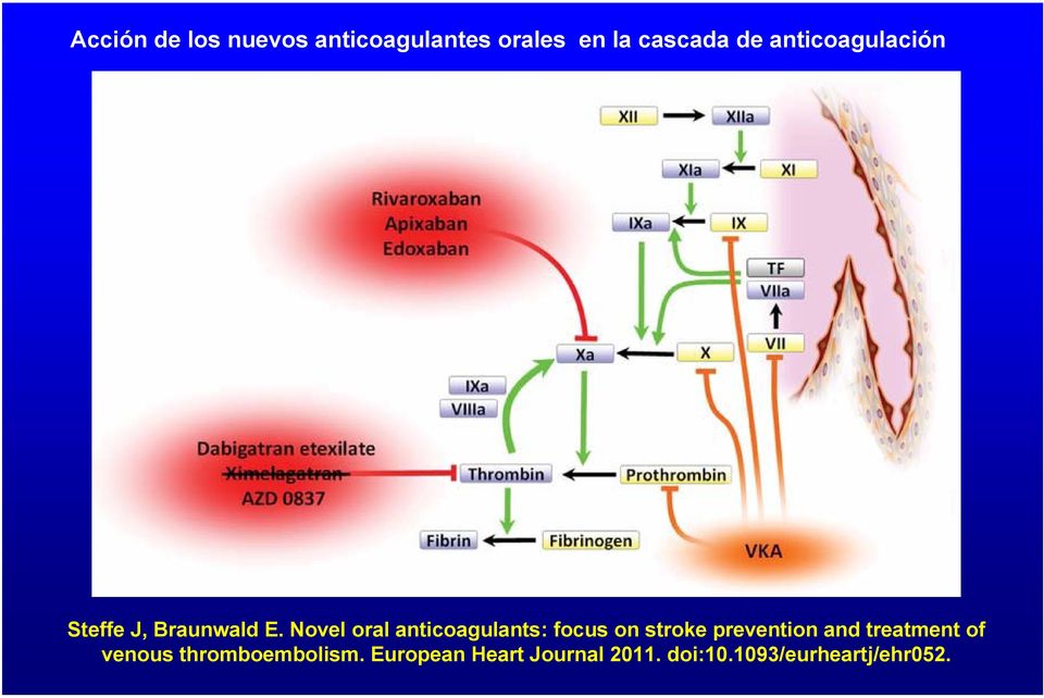 Novel oral anticoagulants: focus on stroke prevention and