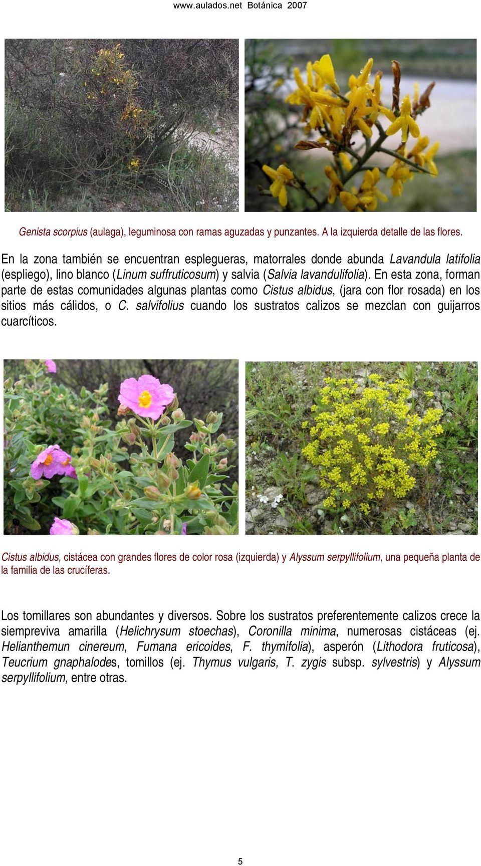 En esta zona, forman parte de estas comunidades algunas plantas como Cistus albidus, (jara con flor rosada) en los sitios más cálidos, o C.