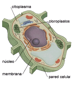 GUÍA 3: LAS CÉLULAS Las células pueden ser de dos clases: Animal o Vegetal. 1.