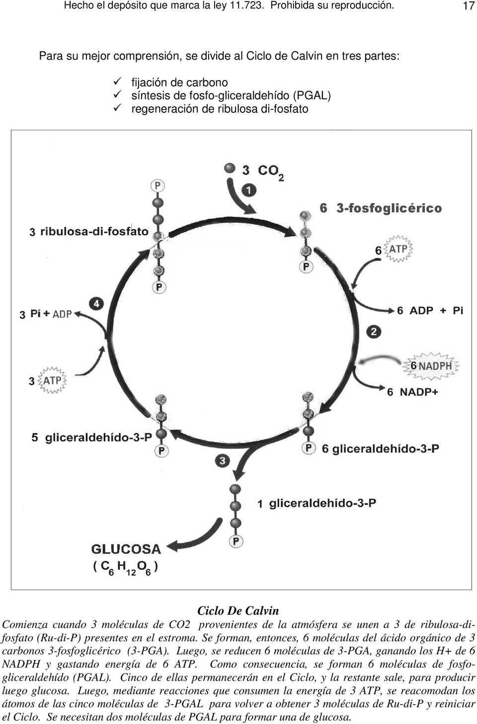 Calvin Comienza cuando 3 moléculas de CO2 provenientes de la atmósfera se unen a 3 de ribulosa-difosfato (Ru-di-P) presentes en el estroma.