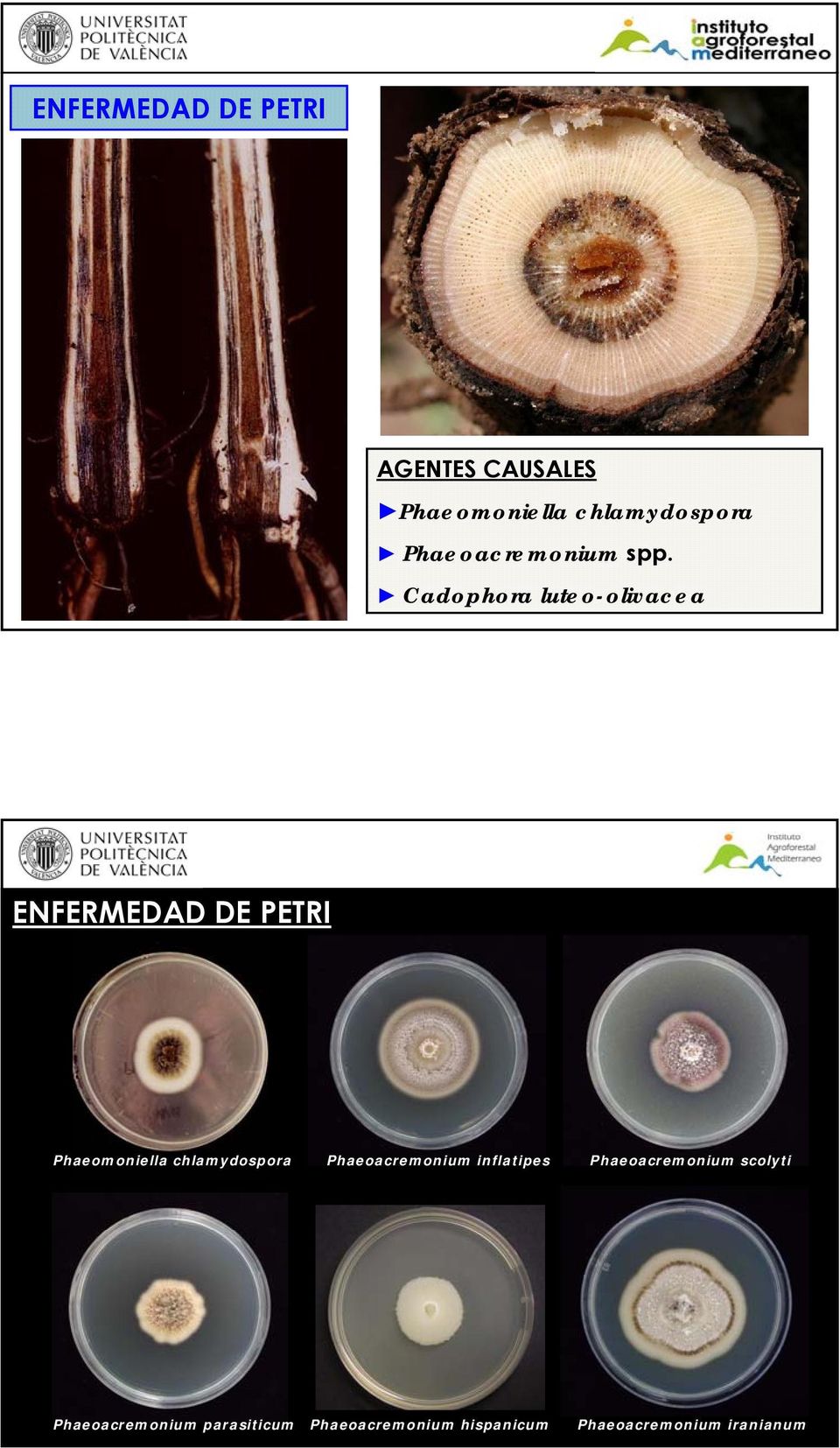 Cadophora luteo-olivacea ENFERMEDAD DE PETRI Phaeomoniella chlamydospora