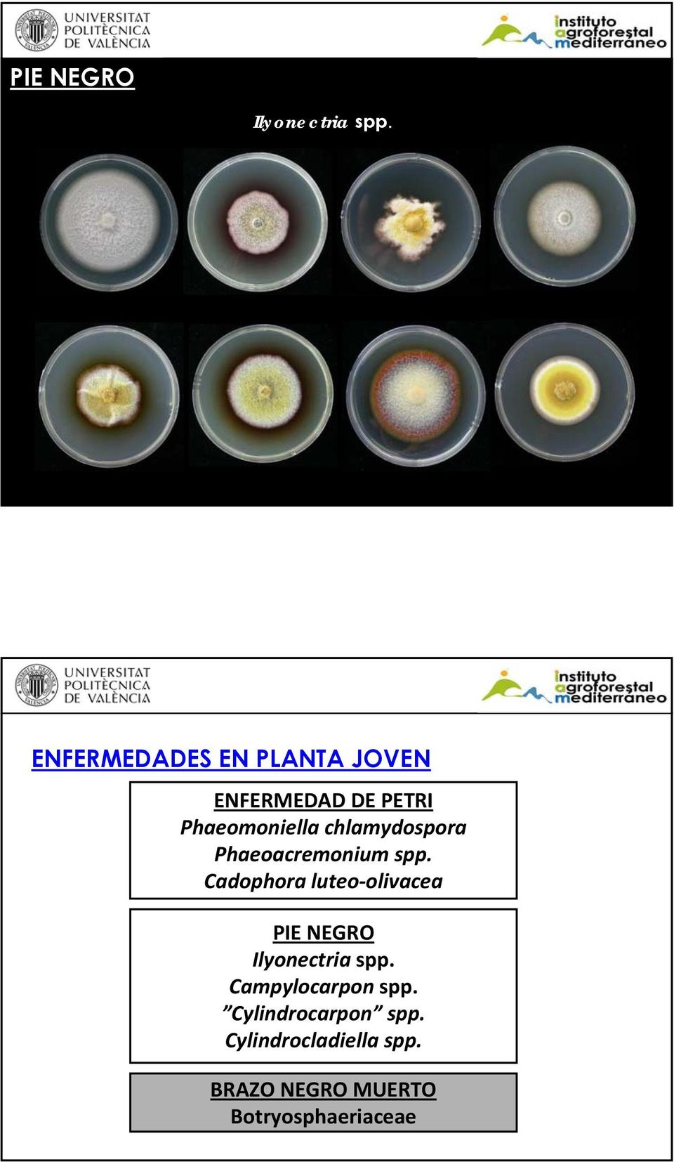 chlamydospora Phaeoacremonium spp.