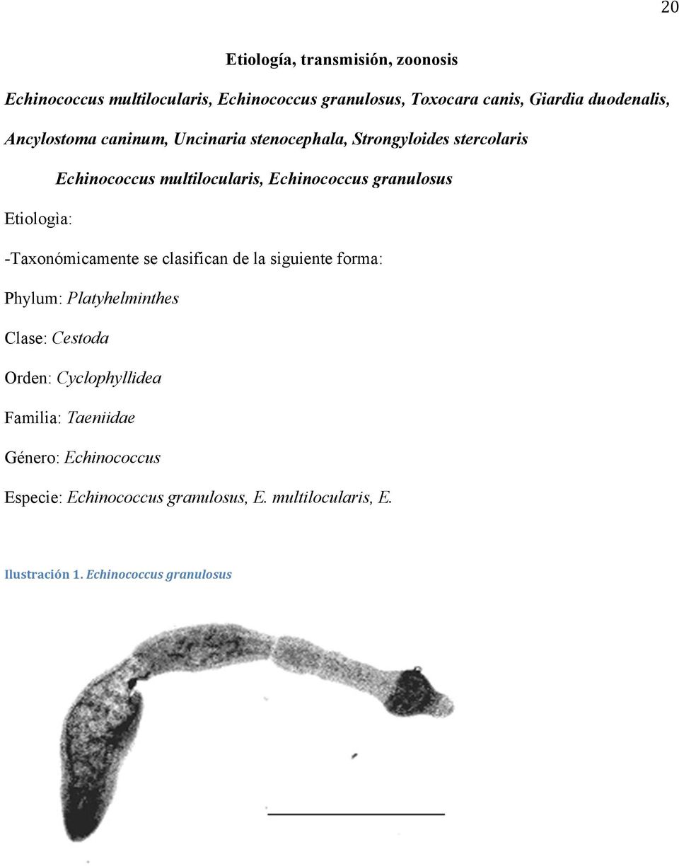 Etiologìa: -Taxonómicamente se clasifican de la siguiente forma: Phylum: Platyhelminthes Clase: Cestoda Orden: Cyclophyllidea