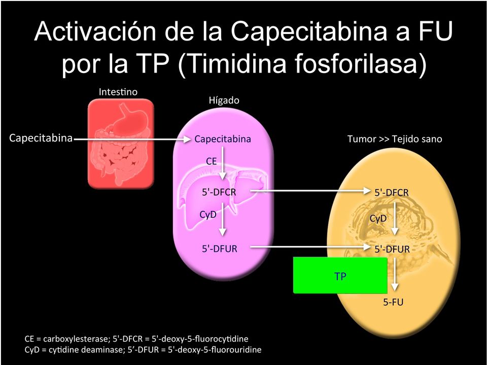 CyD 5'- DFUR TP TP 5'- DFUR 5- FU CE = carboxylesterase; 5'- DFCR = 5'- deoxy-