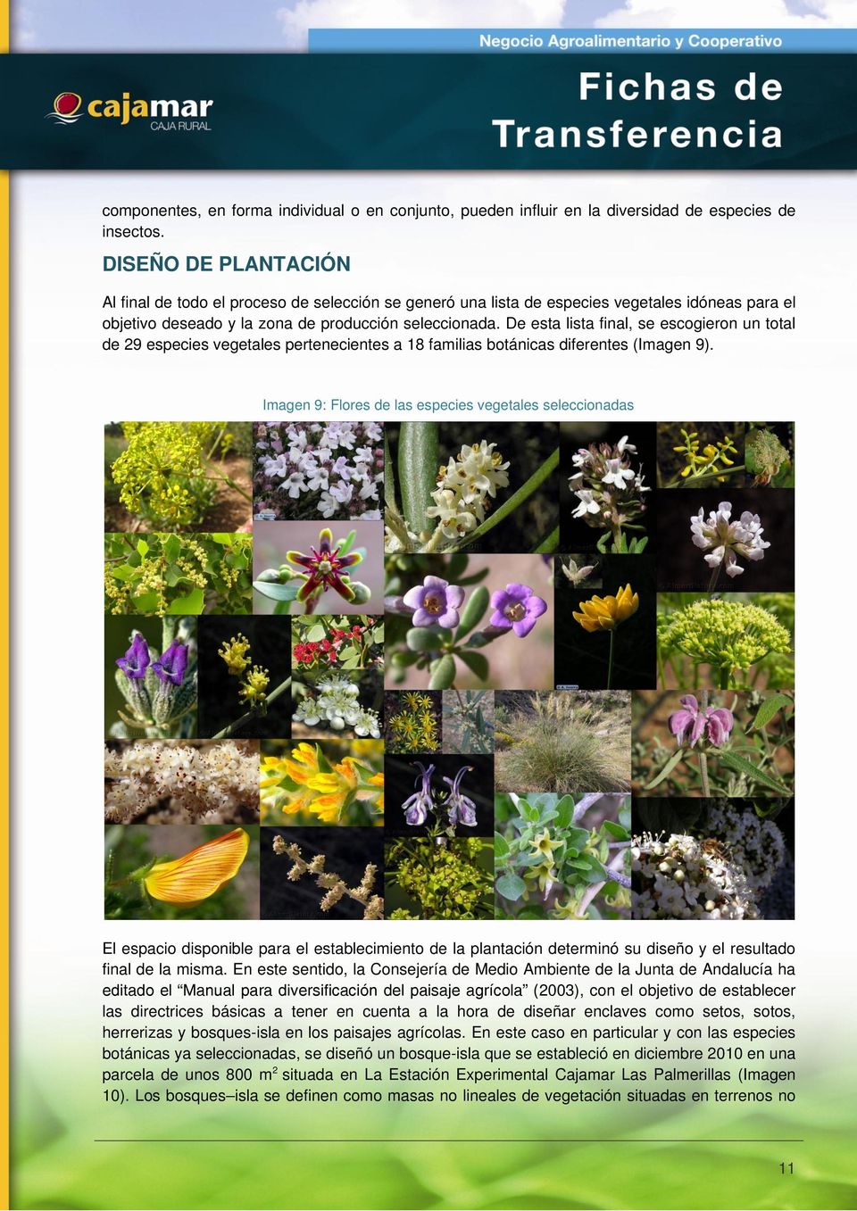 De esta lista final, se escogieron un total de 29 especies vegetales pertenecientes a 18 familias botánicas diferentes (Imagen 9).