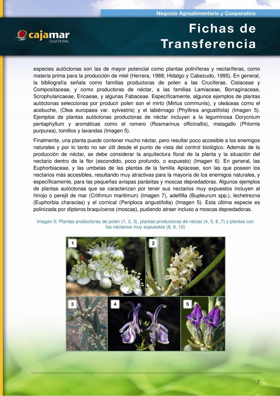 Scrophularicaeae, Ericaeae, y algunas Fabaceae.