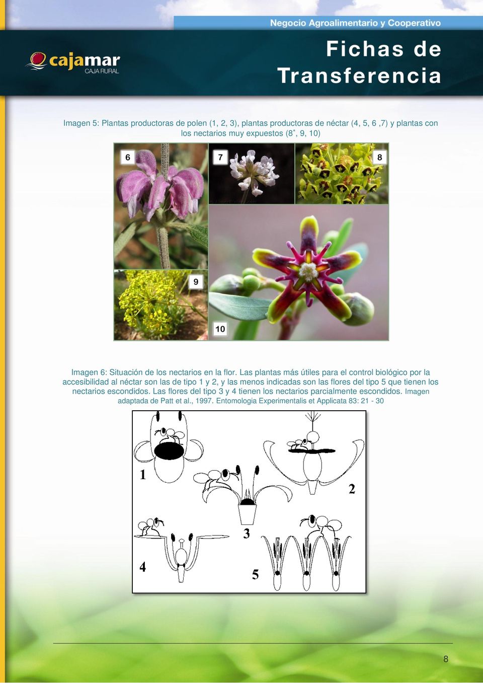 Las plantas más útiles para el control biológico por la accesibilidad al néctar son las de tipo 1 y 2, y las menos indicadas son las