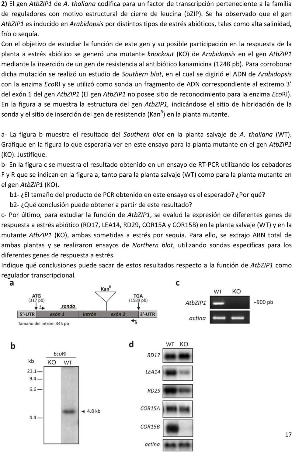 Con el objetivo de estudiar la función de este gen y su posible participación en la respuesta de la planta a estrés abiótico se generó una mutante knockout (KO) de Arabidopsis en el gen AtbZIP1