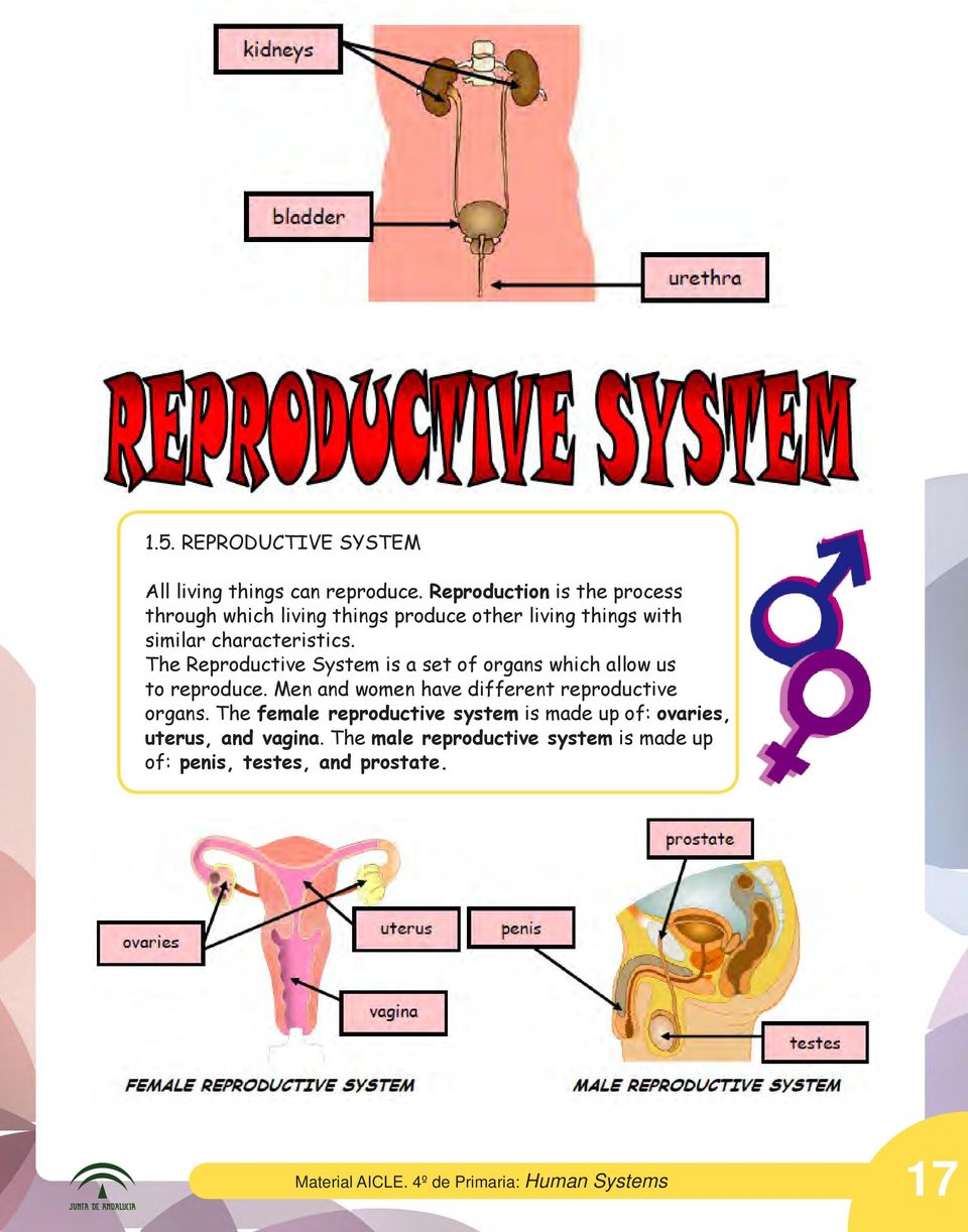 The Reproductive System is a set of organs which allow us to reproduce. Men and women have different reproductive organs.