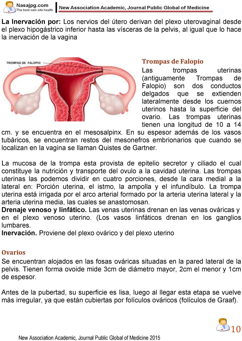 Las trompas uterinas tienen una longitud de 10 a 14 cm. y se encuentra en el mesosalpinx.