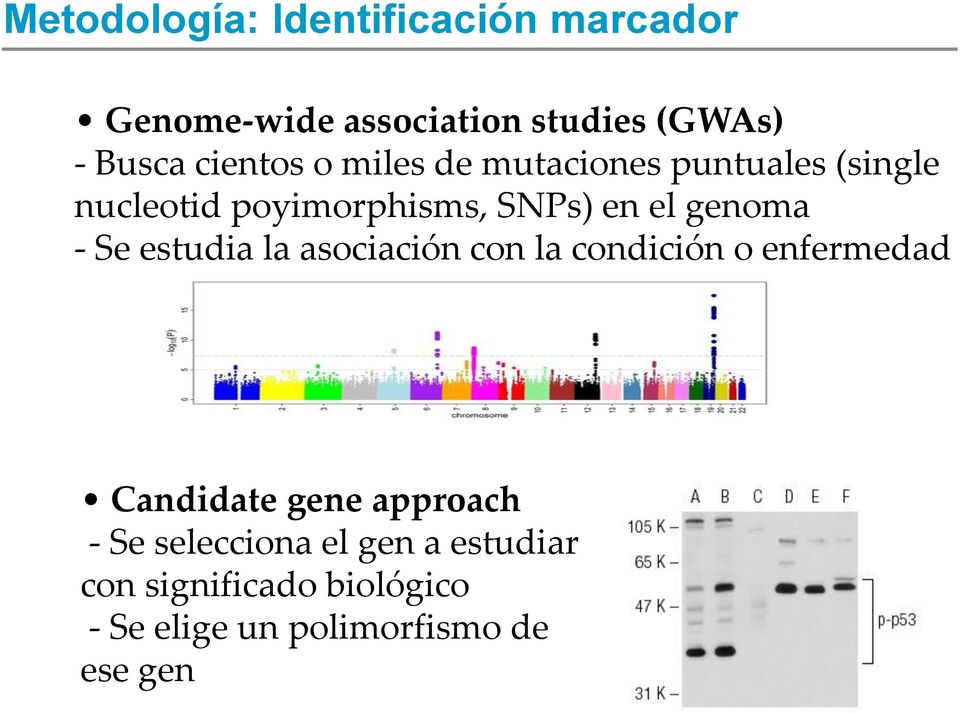 genoma - Se estudia la asociación con la condición o enfermedad Candidate gene approach
