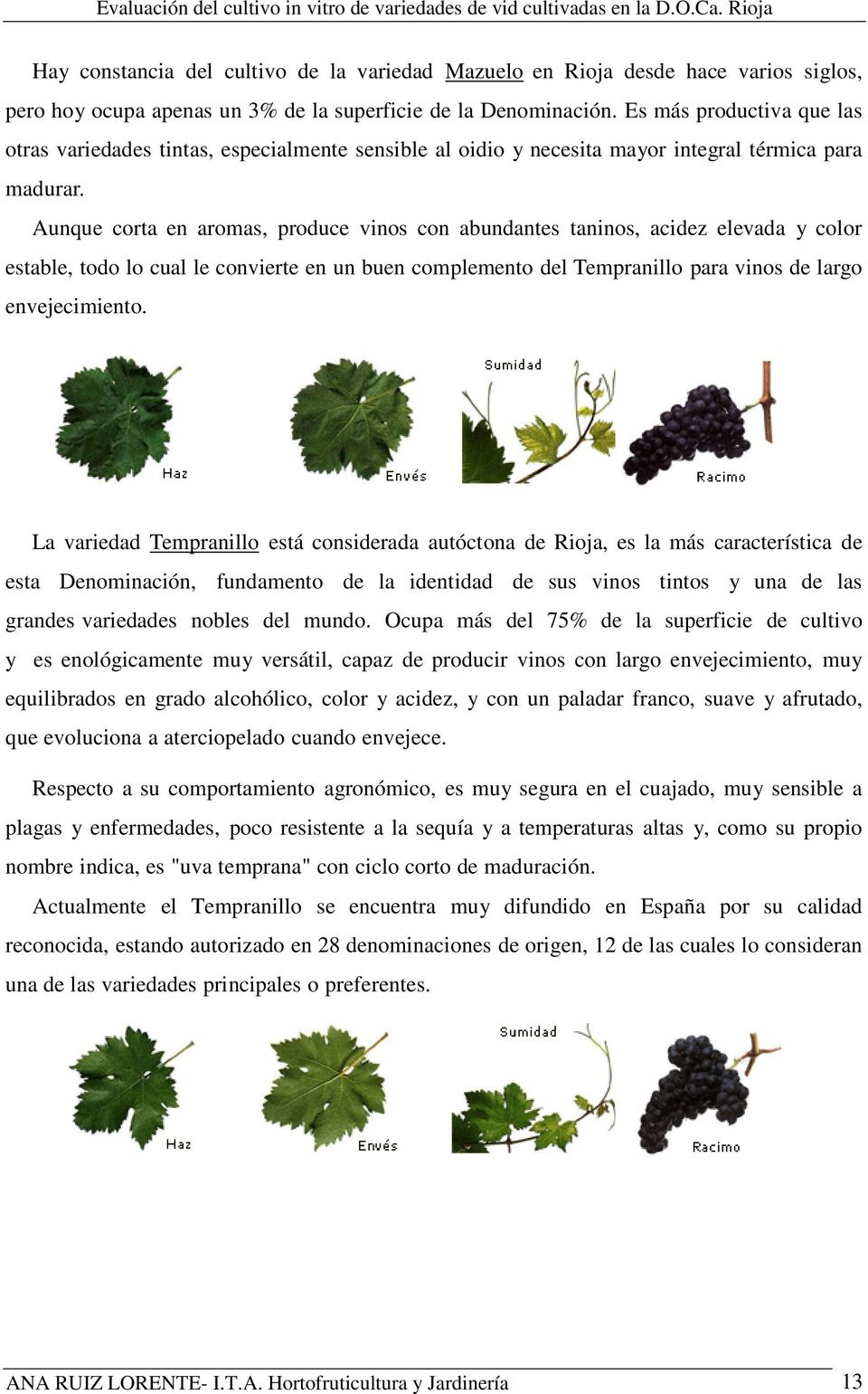 Aunque corta en aromas, produce vinos con abundantes taninos, acidez elevada y color estable, todo lo cual le convierte en un buen complemento del Tempranillo para vinos de largo envejecimiento.
