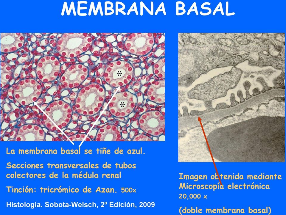 Tinción: tricrómico de Azan. 500x Histología.
