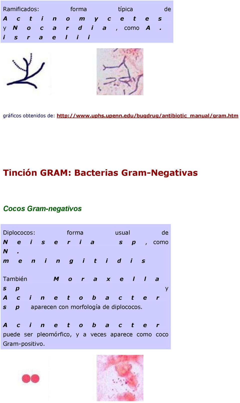 htm Tinción GRAM: Bacterias Gram-Negativas Cocos Gram-negativos Diplococos: forma usual de N e i s e r i a s p, como N.
