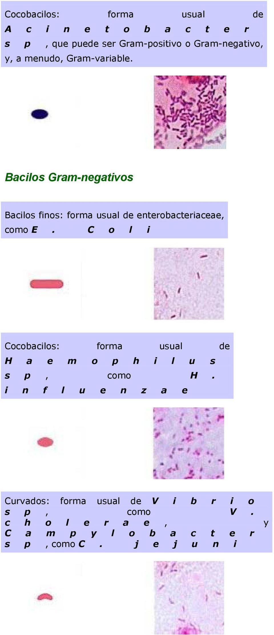Bacilos Gram-negativos Bacilos finos: forma usual de enterobacteriaceae, como E.